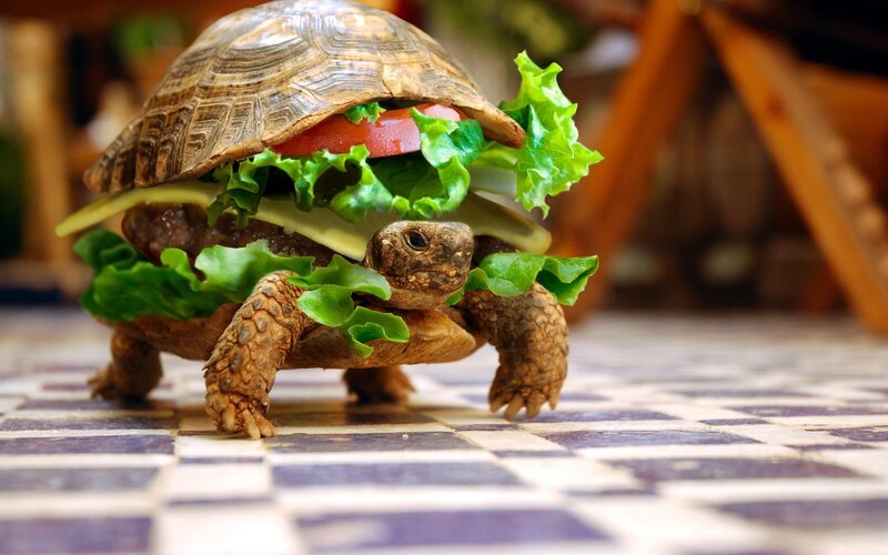 Turtle with Burger — Brown, Playful