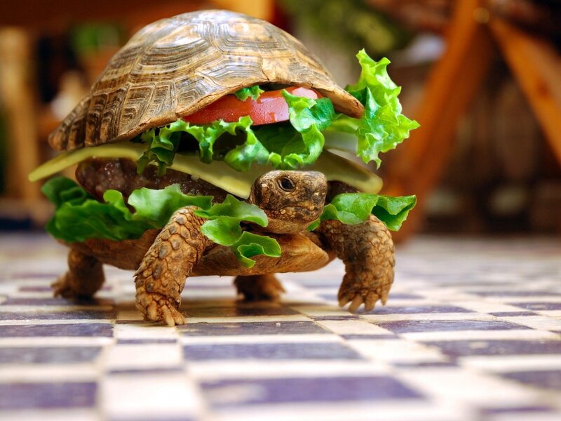 Turtle with Burger — Brown