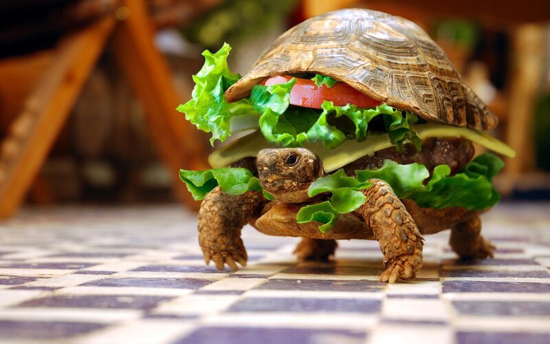 Turtle with Burger — Green, Humorous