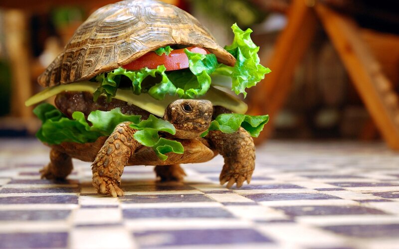 Turtle with Burger — Green, Playful