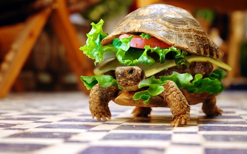 Turtle with Burger — Green
