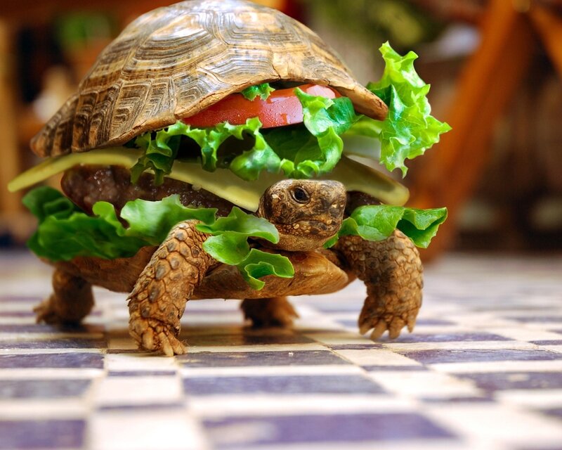 turtle with burger sandwich