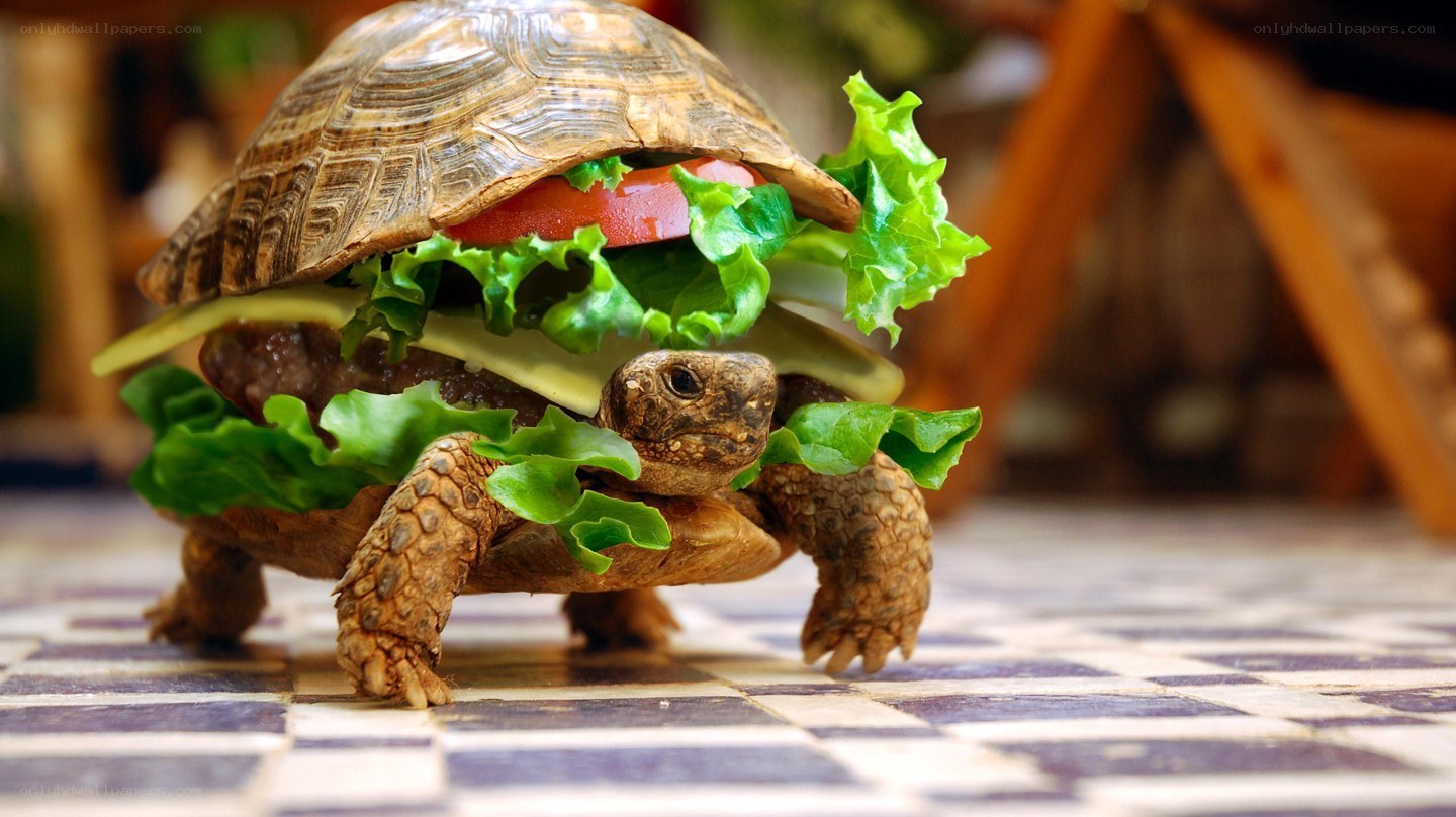 turtle with burger sandwich