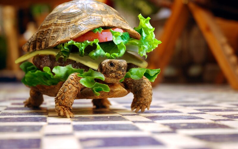 turtle with burger sandwich