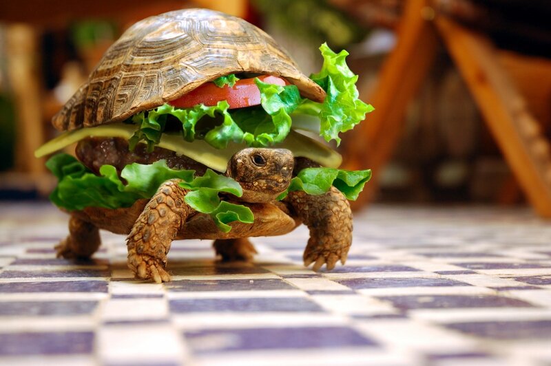 turtle with burger shell