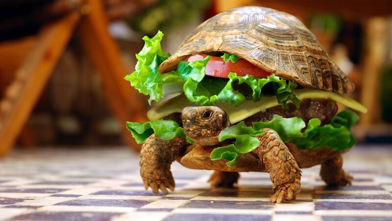turtle with burger shell