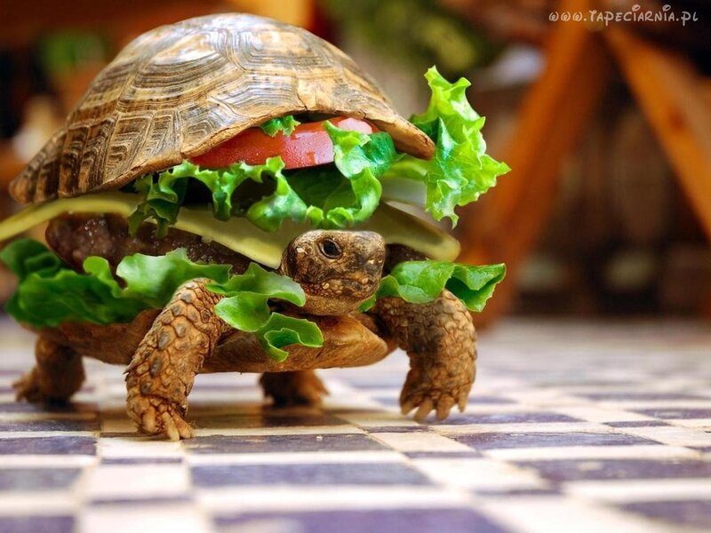 Turtle with Burger