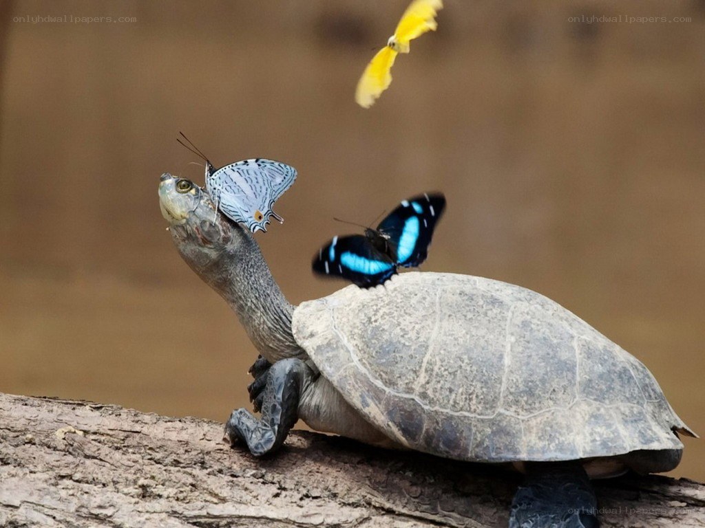 Turtle with butterflies