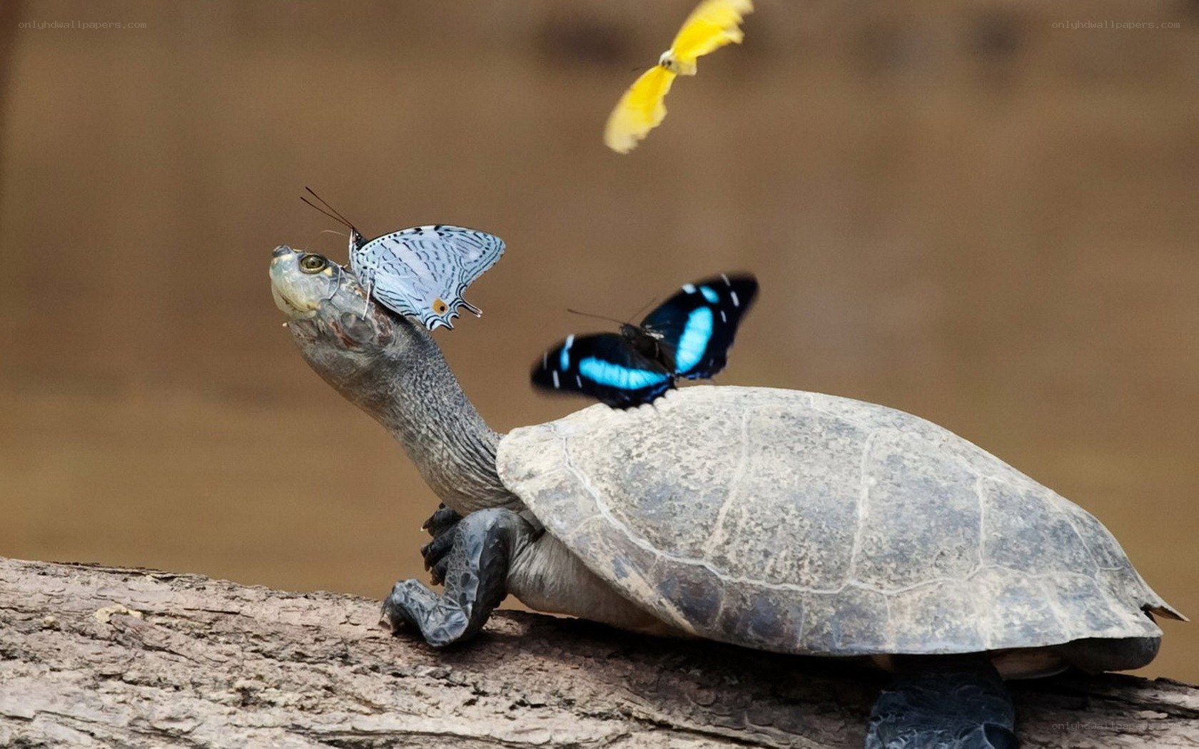 Turtle with butterflies