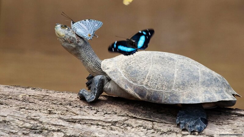 Turtle with Butterflies — Gray, Calm, Photograph, Log, Brown