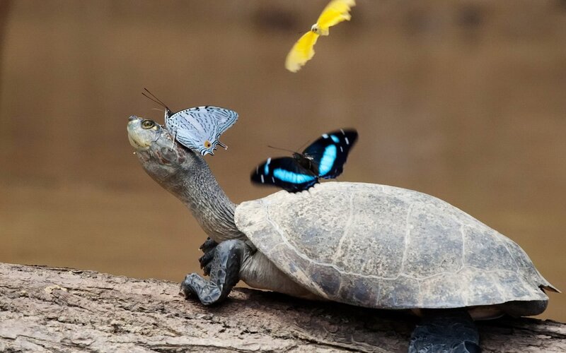 Turtle with Butterflies — Gray, Calm, Photograph, Log, Yellow