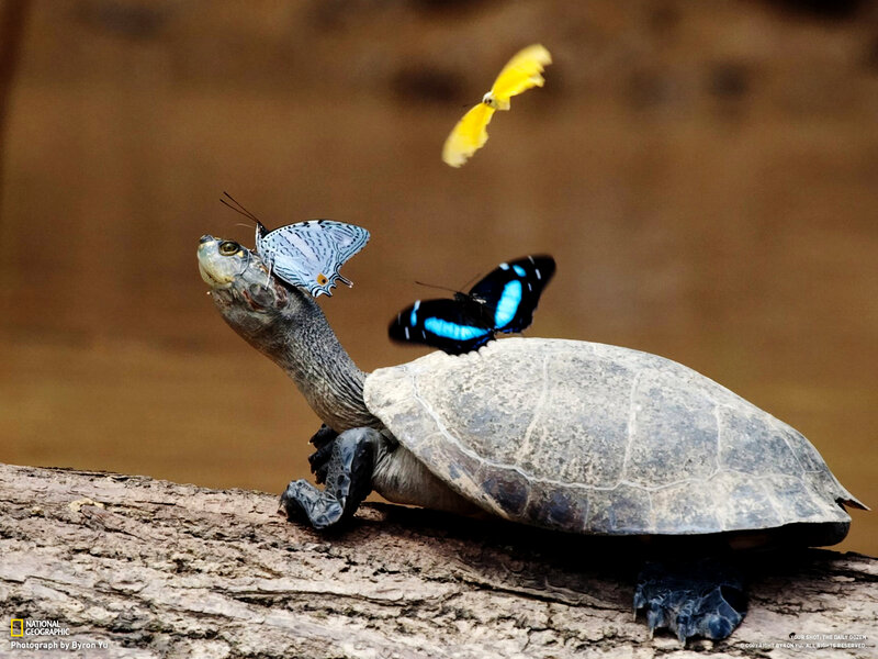 Turtle with Butterflies — Gray