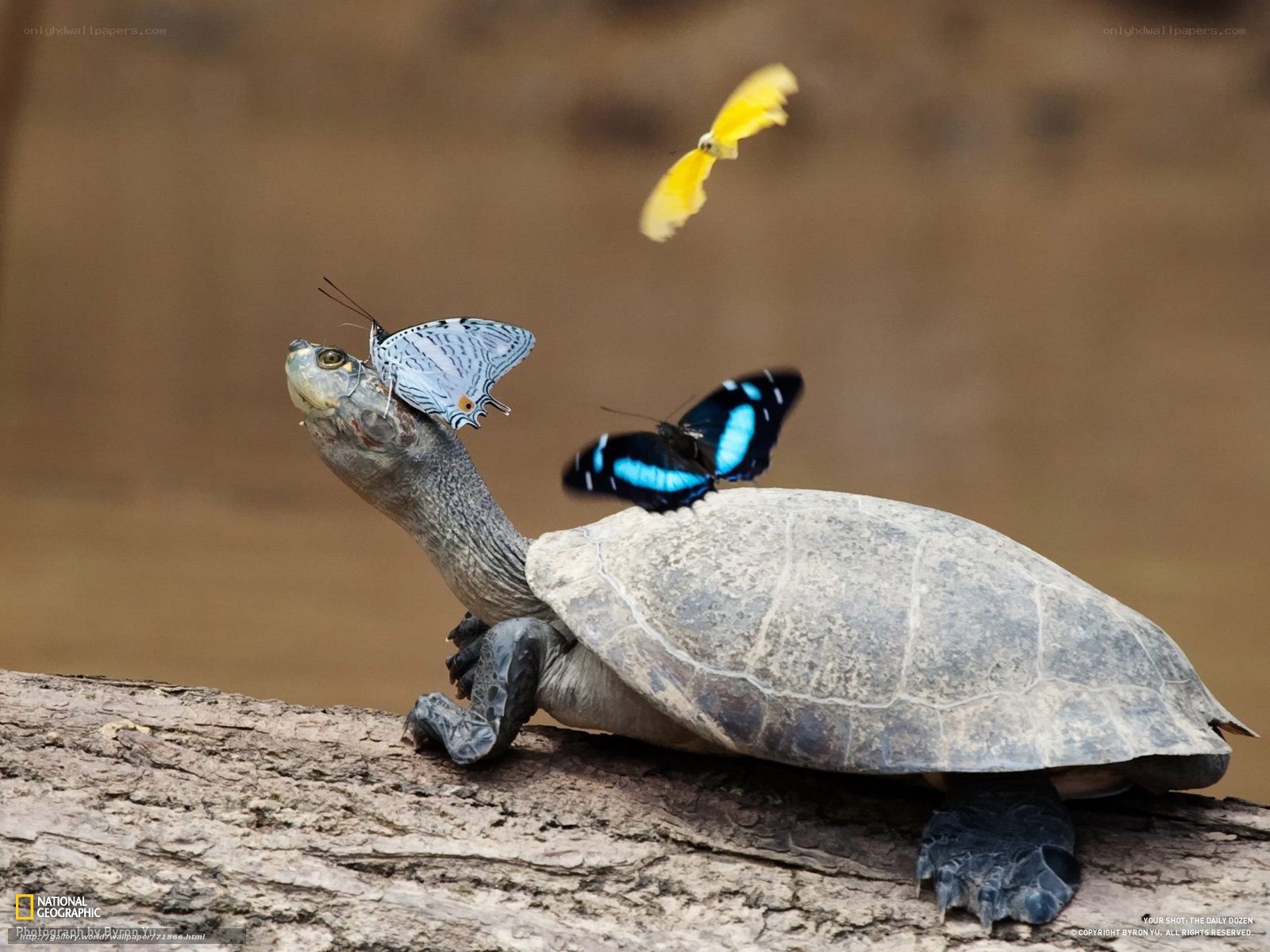 Turtle with butterflies
