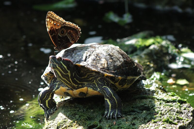 Turtle with Butterfly — Green