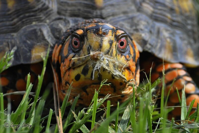 Turtle with dandelion fluff