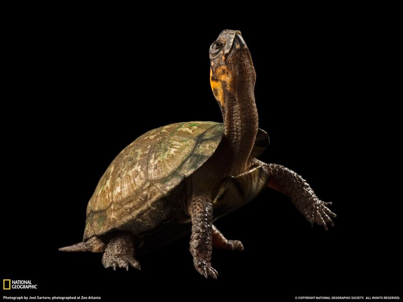 turtle with extended neck