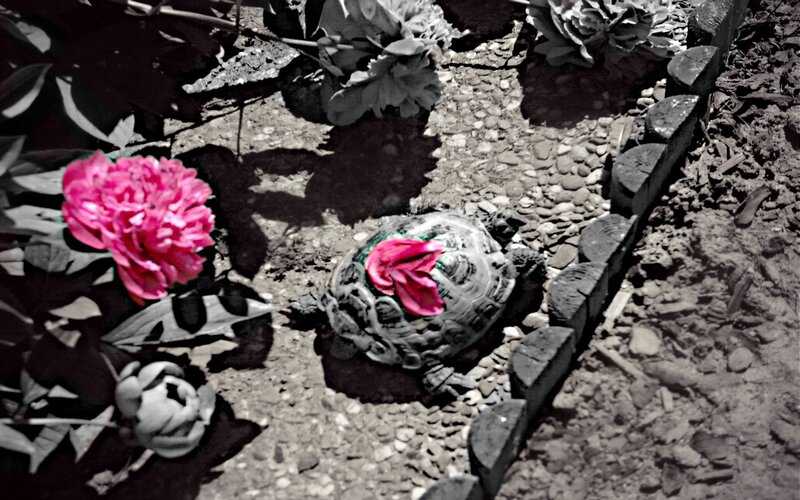 Turtle with Flower