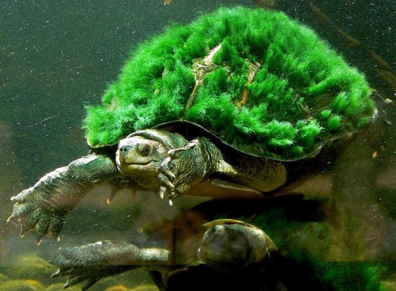 Turtle with Green Algae — Natural