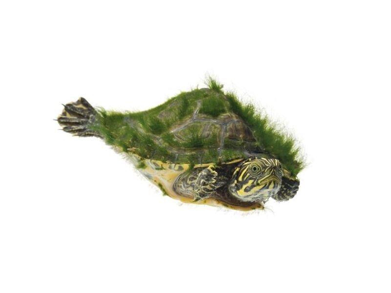 Turtle with Green Algae — Neutral