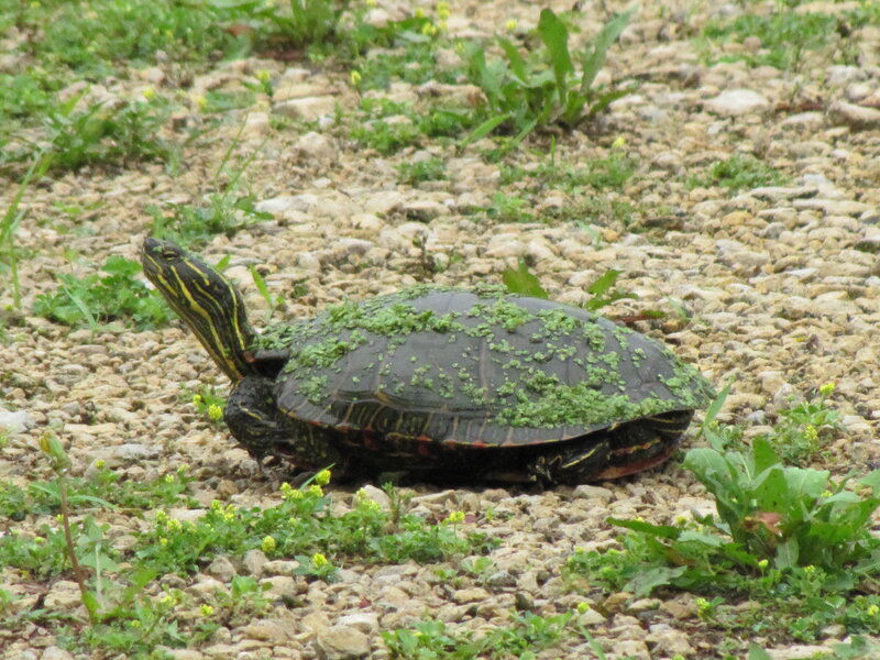 turtle with green algae on shell