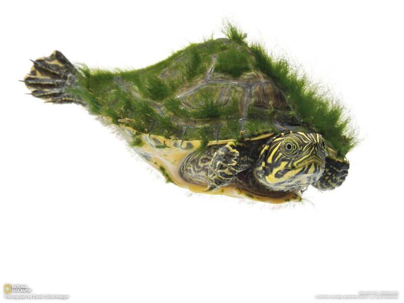 turtle with green algae