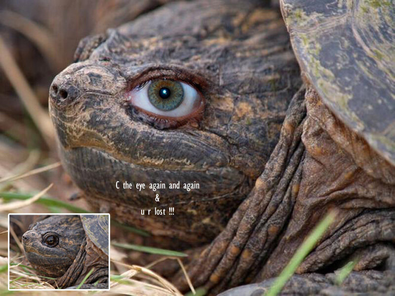 turtle with green eye