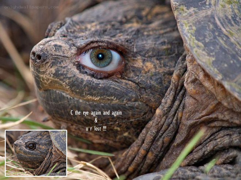 turtle with green eye