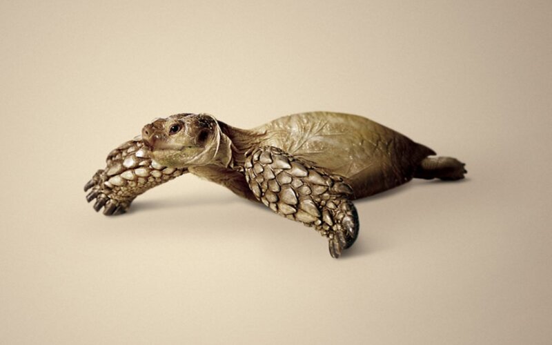 turtle with leaf-like shell