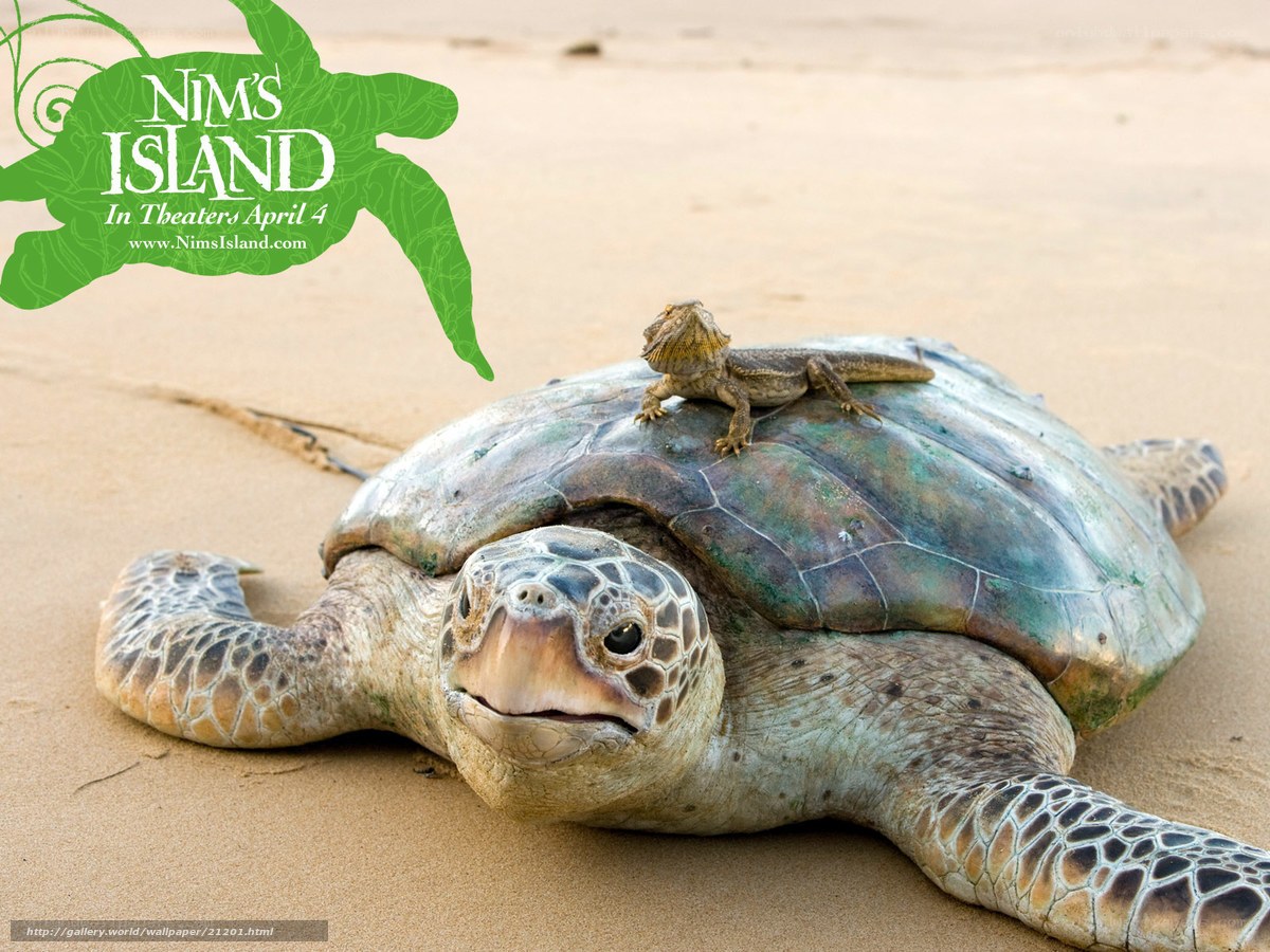 turtle with lizard on shell