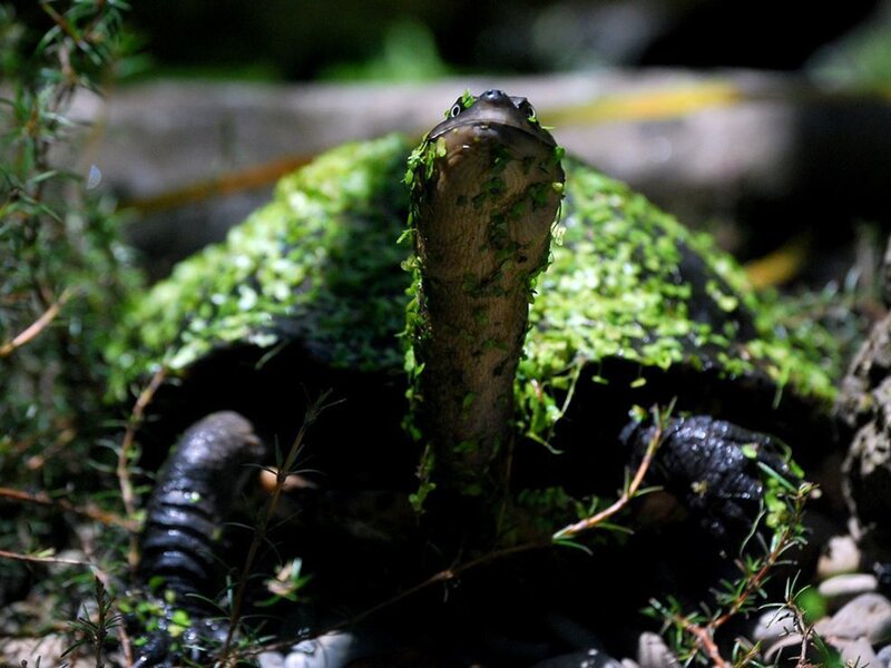 turtle with moss on shell