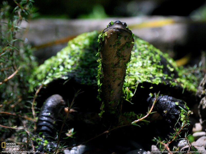 Turtle with Moss on Shell — Green