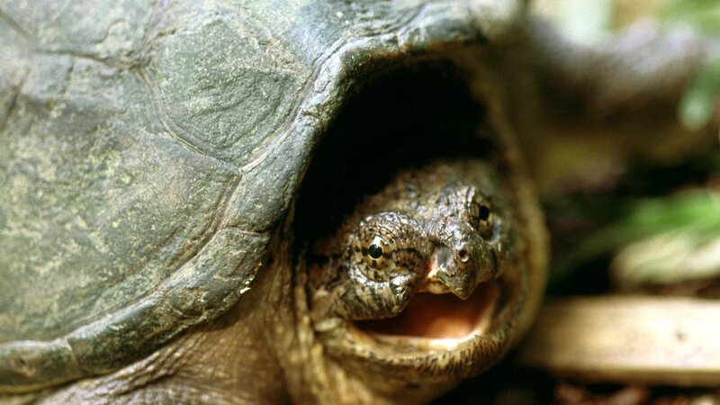 turtle with open mouth