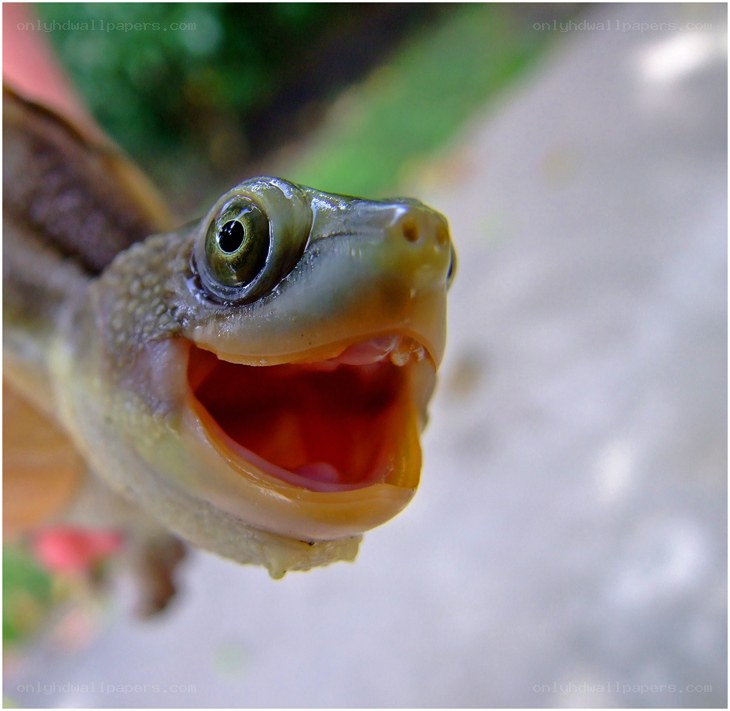 turtle with open mouth