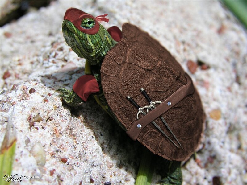Turtle with Red Mask