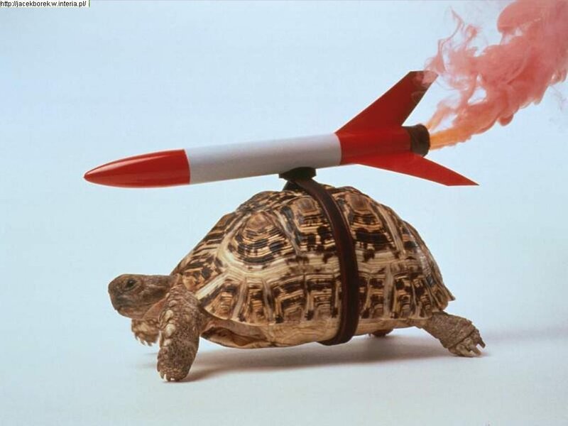 Turtle with Rocket — White