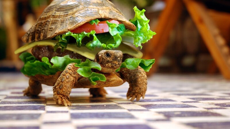 turtle with sandwich filling