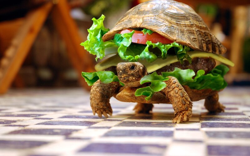 turtle with sandwich shell