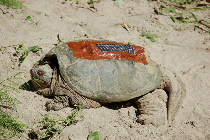 Turtle with solar panel on shell