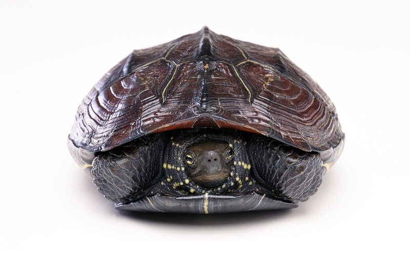 turtle with spotted head
