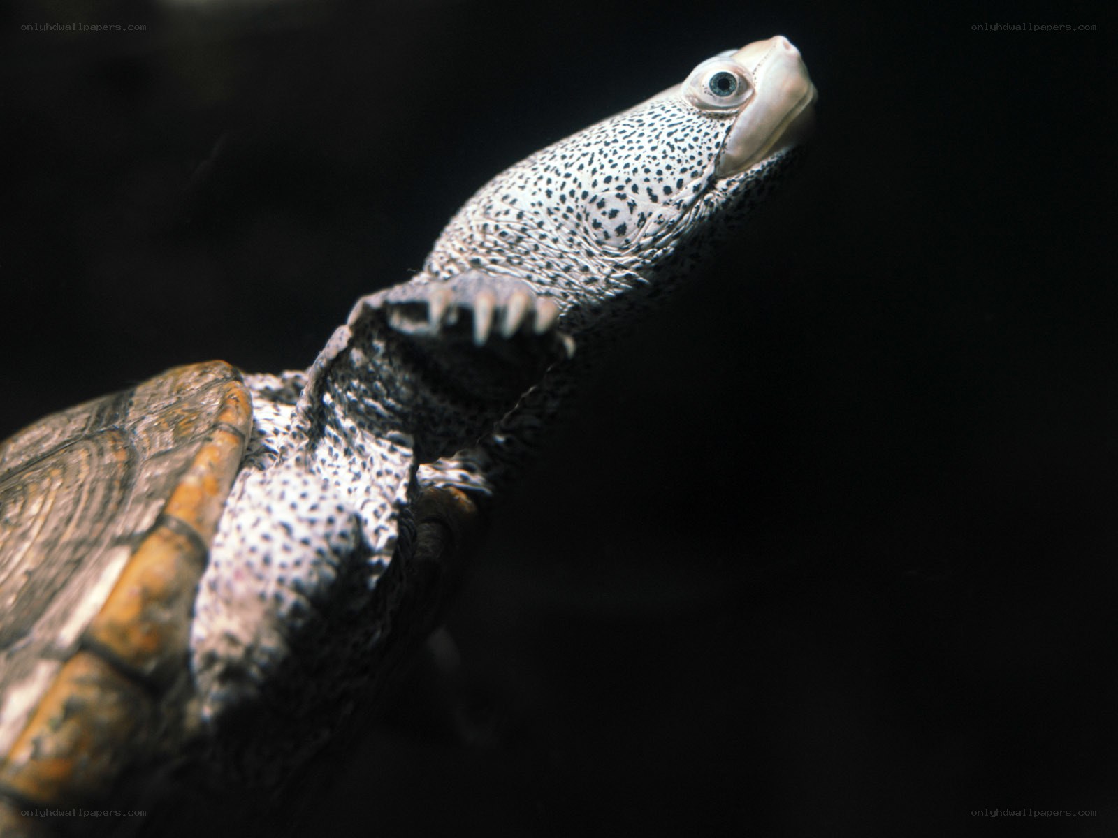 turtle with spotted neck