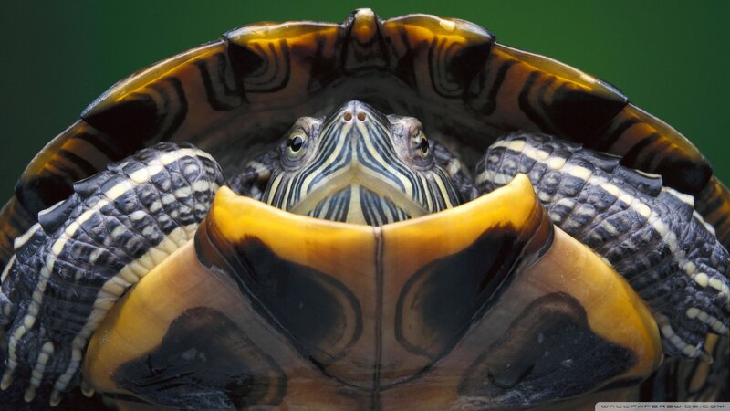 Turtle with Striped Head — Green