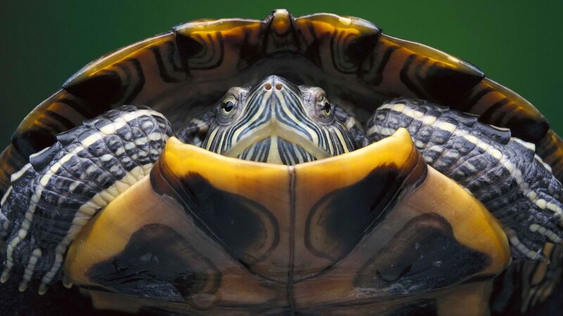 turtle with striped head
