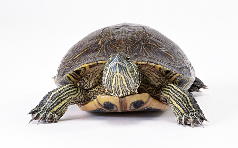 turtle with striped shell