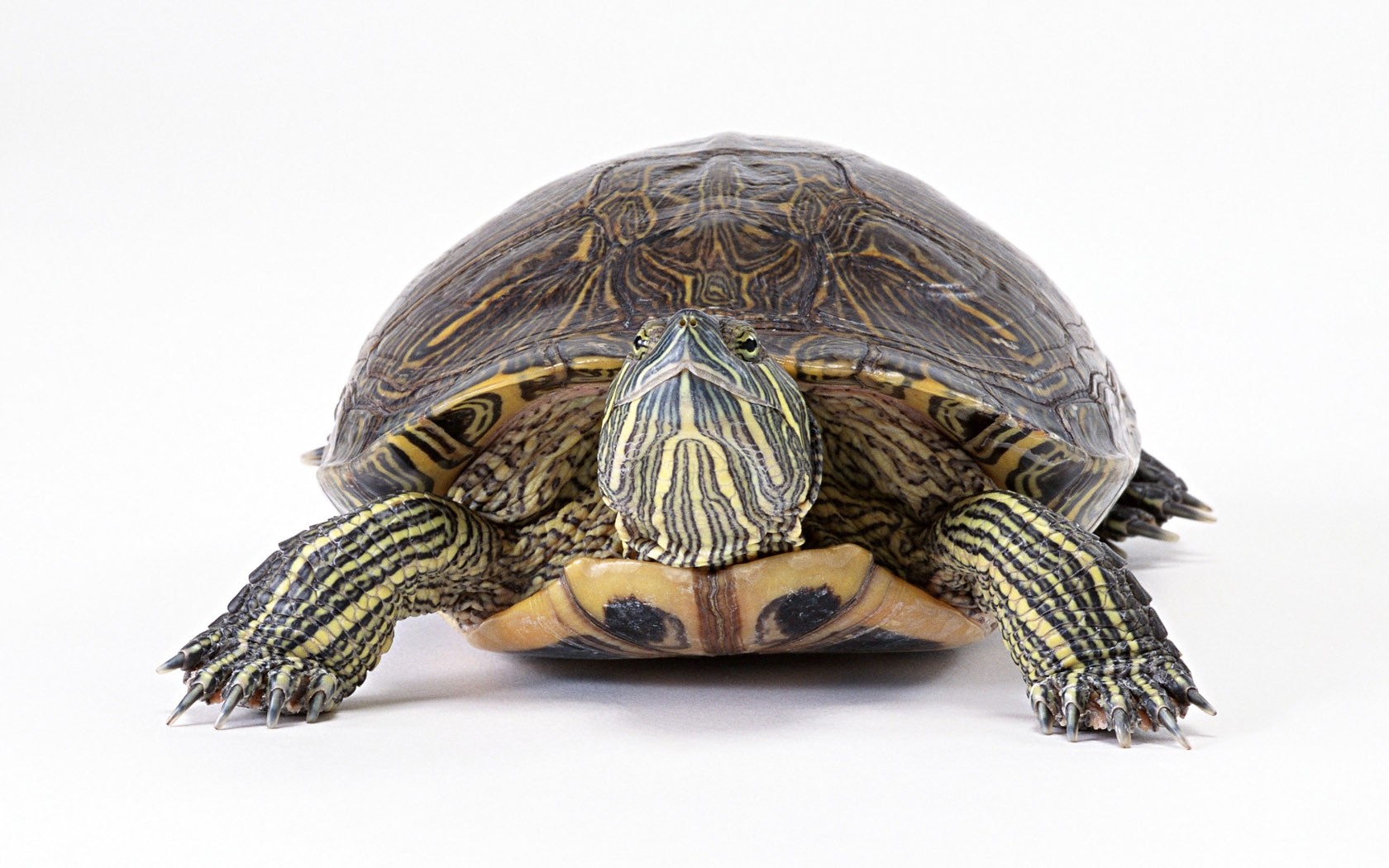 turtle with striped shell
