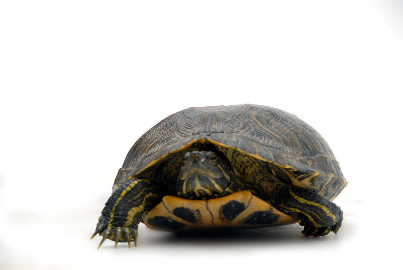 turtle with striped shell