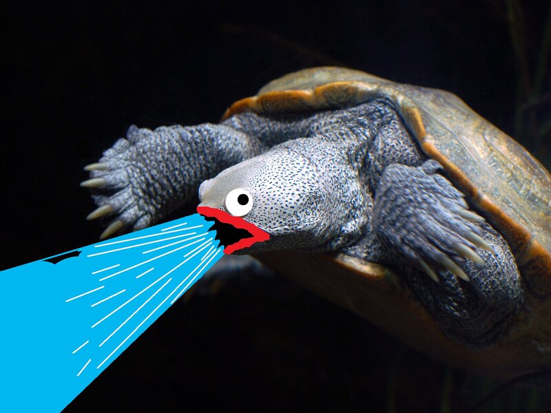 turtle with water jet