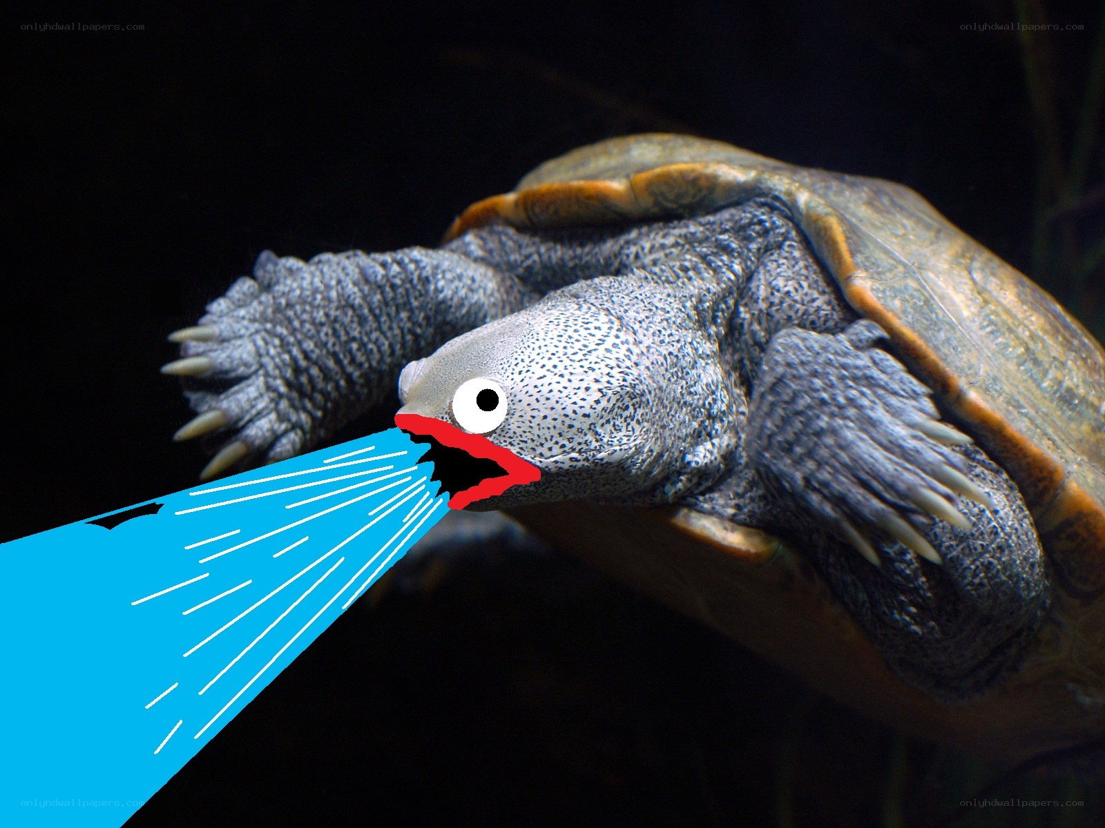 turtle with water jet
