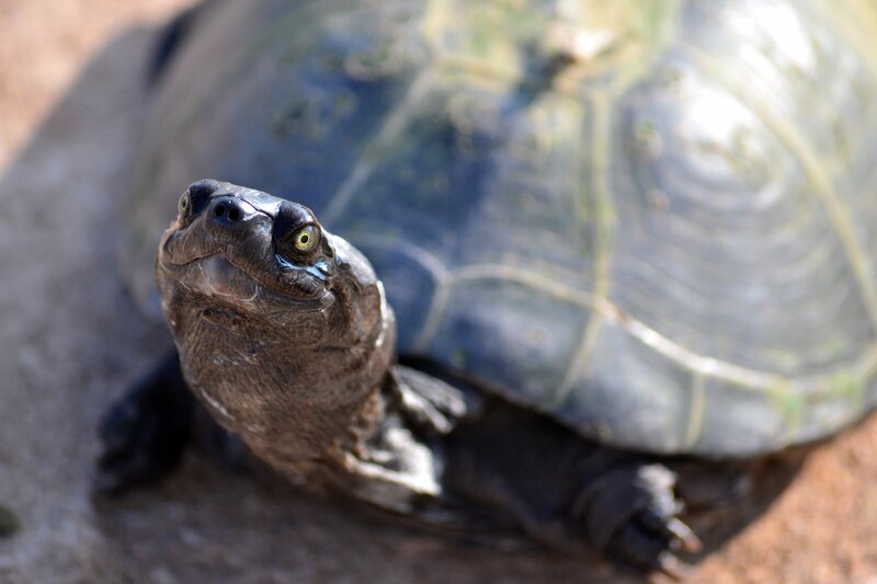 turtle with yellow eyes