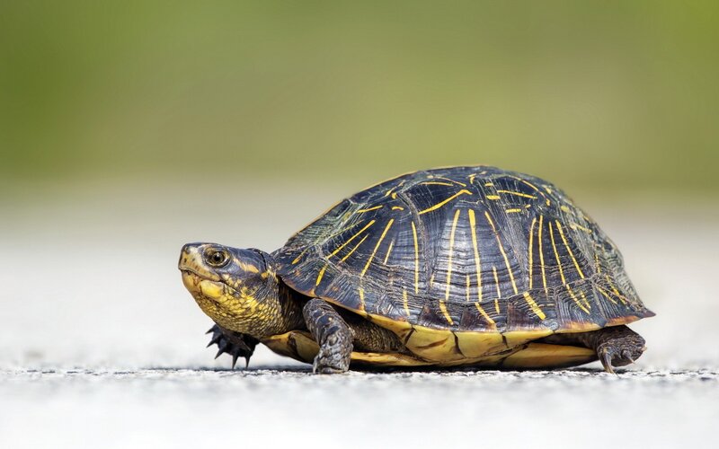 turtle with yellow markings