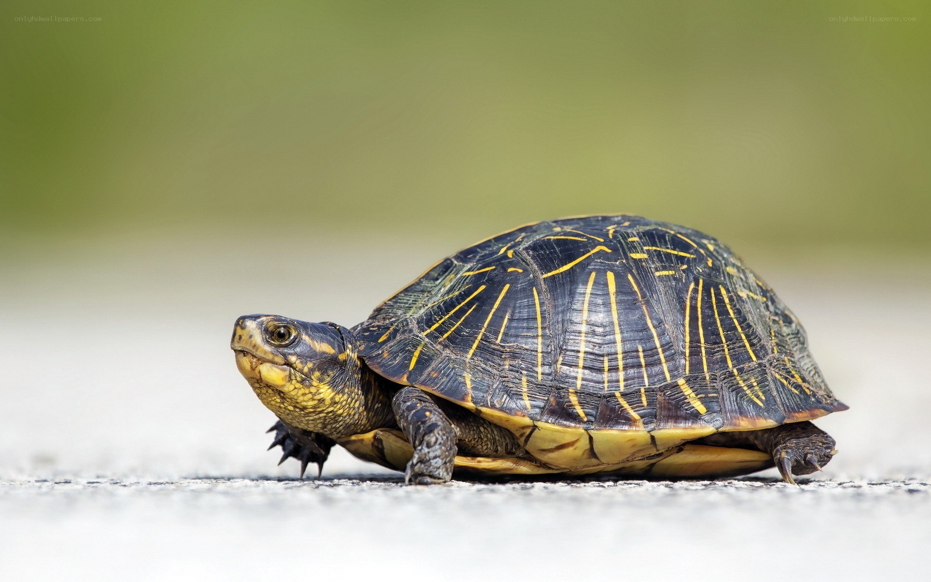 turtle with yellow markings